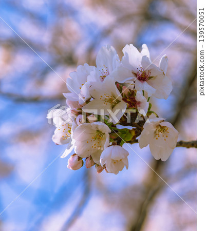 Shimei Yoshino caught in the blue sky 139570051