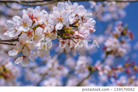 Shimei Yoshino caught in the blue sky Shimei Yoshino caught in the blue sky 139570082
