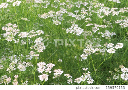 coriander and garlic plant on farm for harvest coriander and garlic plant on farm for harvest 139570133