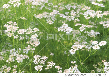 coriander and garlic plant on farm for harvest coriander and garlic plant on farm for harvest 139570134