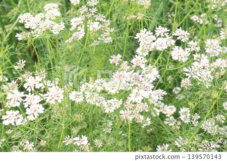 coriander and garlic plant on farm for harvest coriander and garlic plant on farm for harvest 139570143