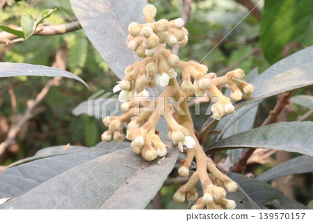 Loquat fruit plant on nursery Loquat fruit plant on nursery 139570157