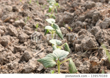 onion and okra or lady's finger seedling on farm onion and okra or lady's finger seedling on farm 139570169