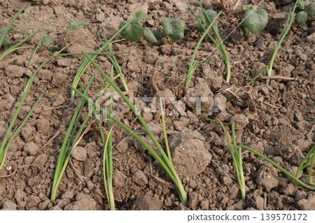 onion and okra or lady's finger seedling on farm 139570172