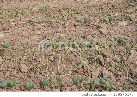 onion and okra or lady's finger seedling on farm 139570173