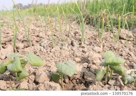 onion and okra or lady's finger seedling on farm 139570176
