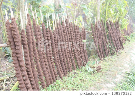 Hanging sticks of dried dung on the farm 139570182
