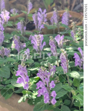 印度黃芩(垂直方向) 印度黃芩(垂直方向) 139570201
