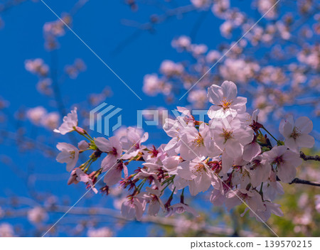 Shimei Yoshino caught in the blue sky Shimei Yoshino caught in the blue sky 139570215