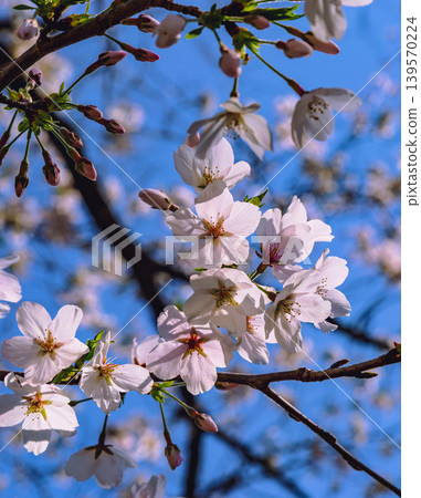 Shimei Yoshino caught in the blue sky Shimei Yoshino caught in the blue sky 139570224