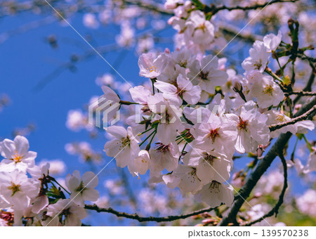 Shimei Yoshino caught in the blue sky Shimei Yoshino caught in the blue sky 139570238