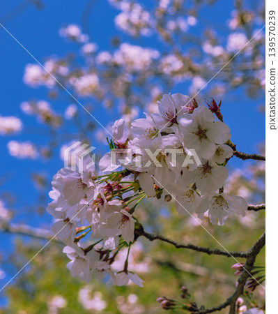 Shimei Yoshino陷入了蔚藍的天空 Shimei Yoshino陷入了蔚藍的天空 139570239