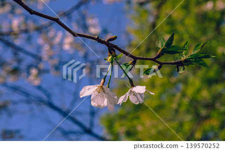Shimei Yoshino caught in the blue sky Shimei Yoshino caught in the blue sky 139570252