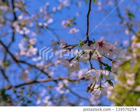 Shimei Yoshino caught in the blue sky Shimei Yoshino caught in the blue sky 139570254