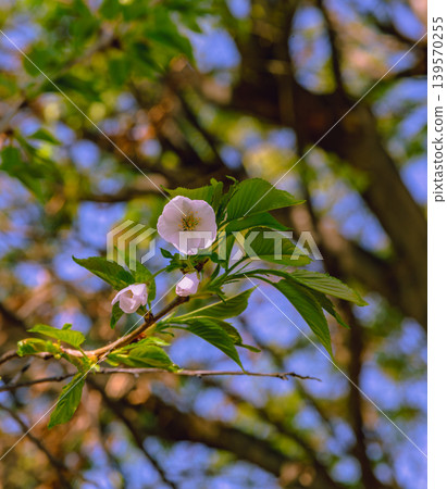 Shimei Yoshino caught in the blue sky Shimei Yoshino caught in the blue sky 139570255