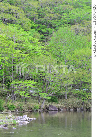 The tranquil shores of Lake Akagi-Onuma amidst the fresh greenery. The tranquil shores of Lake Akagi-Onuma amidst the fresh greenery. 139570420