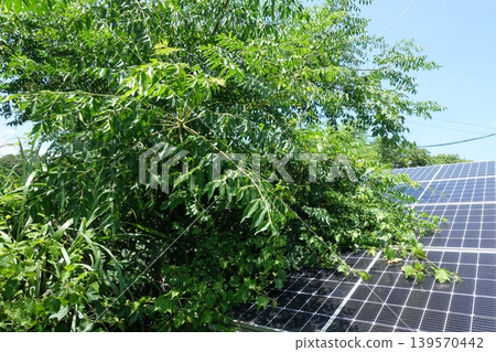 太陽能板受樹木遮擋影響 太陽能板受樹木遮擋影響 139570442