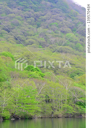 The tranquil shores of Lake Akagi-Onuma amidst the fresh greenery. The tranquil shores of Lake Akagi-Onuma amidst the fresh greenery. 139570484