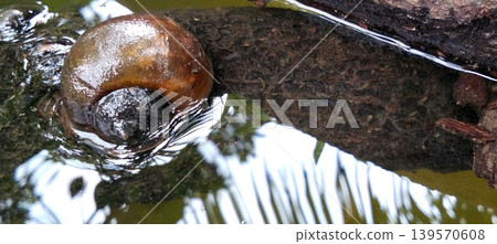 Close-up photo of a freshwater snail with a shiny brown shell sitting on a wet rock in a natural stream. Close-up photo of a freshwater snail with a shiny brown shell sitting on a wet rock in a natural stream. 139570608