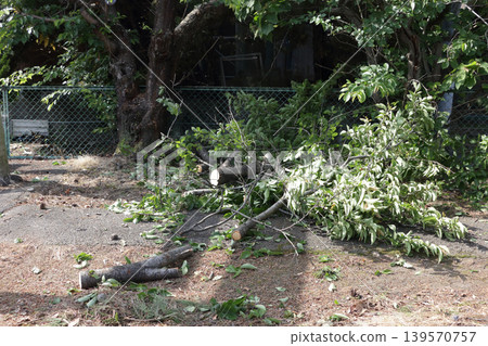 Tree felling at local shrine Tree felling at local shrine 139570757