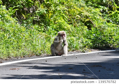 Monkeys eating leaves Monkeys eating leaves 139570782