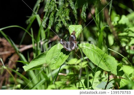A Blue Admiral butterfly perched on a leaf A Blue Admiral butterfly perched on a leaf 139570783