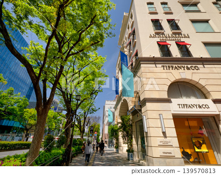 The zelkova trees lining Omotesando in the fresh green leaves, Tokyo The zelkova trees lining Omotesando in the fresh green leaves, Tokyo 139570813