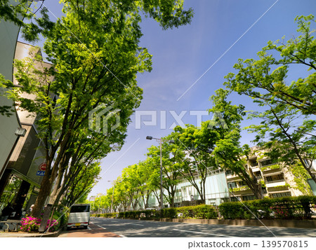 The zelkova trees lining Omotesando in the fresh green leaves, Tokyo The zelkova trees lining Omotesando in the fresh green leaves, Tokyo 139570815