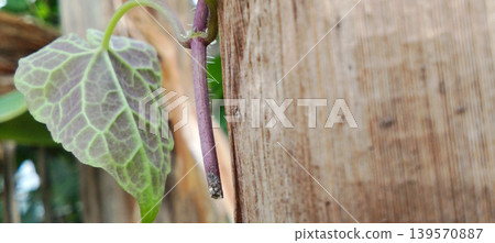 Close-up photo of a green vine leaf with a unique vein pattern attached to a tree trunk. 139570887
