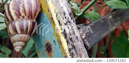 Macro shot of a giant land snail with a brown and cream striped shell crawling on old wood in a green garden area. Macro shot of a giant land snail with a brown and cream striped shell crawling on old wood in a green garden area. 139571281