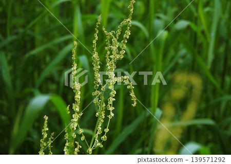Young sorrel seeds Young sorrel seeds 139571292