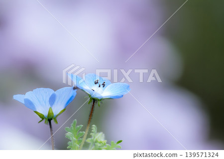 The nemophila fairies, bathed in the spring sunshine, paint the entire field purple. The nemophila fairies, bathed in the spring sunshine, paint the entire field purple. 139571324