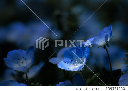 The nemophila fairies, bathed in the spring sunshine, paint the entire field purple. The nemophila fairies, bathed in the spring sunshine, paint the entire field purple. 139571330