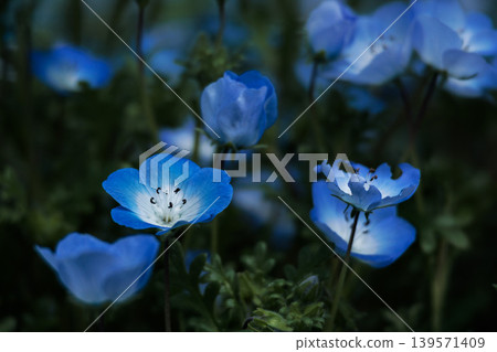 The nemophila fairies, bathed in the spring sunshine, paint the entire field purple. The nemophila fairies, bathed in the spring sunshine, paint the entire field purple. 139571409