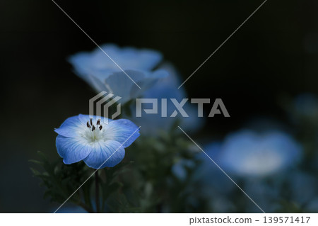 The nemophila fairies, bathed in the spring sunshine, paint the entire field purple. The nemophila fairies, bathed in the spring sunshine, paint the entire field purple. 139571417