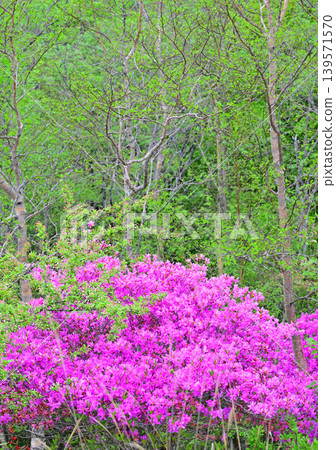 鳥居峠附近的景色:綠意盎然,杜鵑花盛開 鳥居峠附近的景色:綠意盎然,杜鵑花盛開 139571570