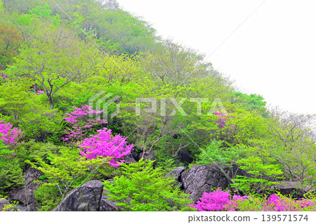 Scenery near Torii Pass: Fresh greenery and azaleas Scenery near Torii Pass: Fresh greenery and azaleas 139571574