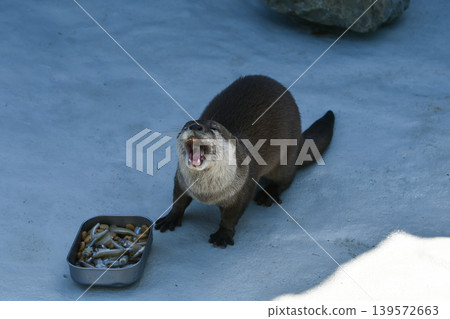 An otter opens its mouth wide in front of a small fish for food. An otter opens its mouth wide in front of a small fish for food. 139572663