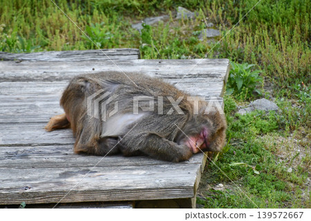 Japanese macaques sleeping on a wooden platform 139572667