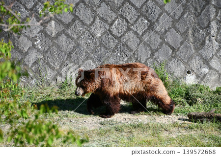 A huge Hokkaido brown bear lumbering along. A huge Hokkaido brown bear lumbering along. 139572668