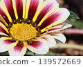 一朵金盞花的特寫，花蕊中閃爍著水珠。 139572669