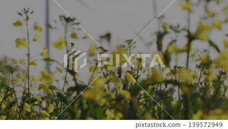 Showing low-angle cluster of yellow wildflowers swaying at meadow edge, with green stems and posts Showing low-angle cluster of yellow wildflowers swaying at meadow edge, with green stems and posts 139572949