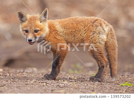 Red fox baby portrait in the forest, Canada Red fox baby portrait in the forest, Canada 139573202