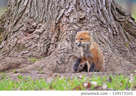 Red fox baby portrait in the forest, Canada Red fox baby portrait in the forest, Canada 139573203