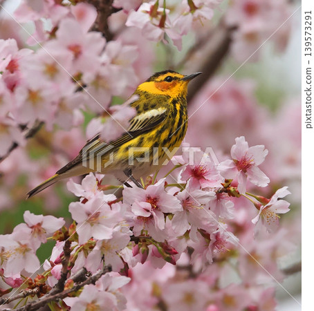 Cape May warbler perched on a cherry blossom branch Cape May warbler perched on a cherry blossom branch 139573291
