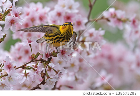 Cape May warbler perched on a cherry blossom branch Cape May warbler perched on a cherry blossom branch 139573292