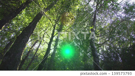 Glowing bright green light spot floating among tall trunks and thin branches in forest canopy Glowing bright green light spot floating among tall trunks and thin branches in forest canopy 139573793