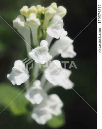 White-flowered Scutellaria (20260428133545) White-flowered Scutellaria (20260428133545) 139574212