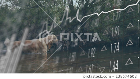 Wading golden retriever with collar in shallow stream with ripples and plants, with financial chart Wading golden retriever with collar in shallow stream with ripples and plants, with financial chart 139574608