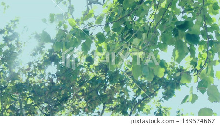 Capturing broad green leaves and branches filtering sunlight through canopy in park with sun glare Capturing broad green leaves and branches filtering sunlight through canopy in park with sun glare 139574667